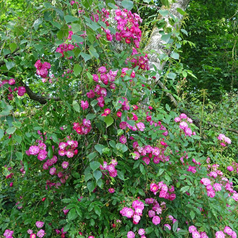 Rosa Maria Lisa - Ramblerroos (Groeiplaats)