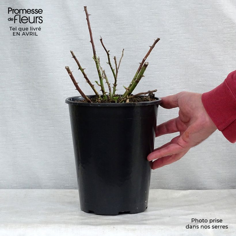 Exemplaar van Rosa Rambling Rector - Ramblerroos Pot van 4 l/5 l zoals geleverd in de lente