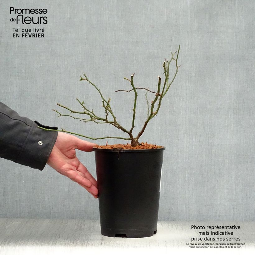 Example of Rosier liane Sander's White Rambler Pot van 4 l/5 l as you get in hiver