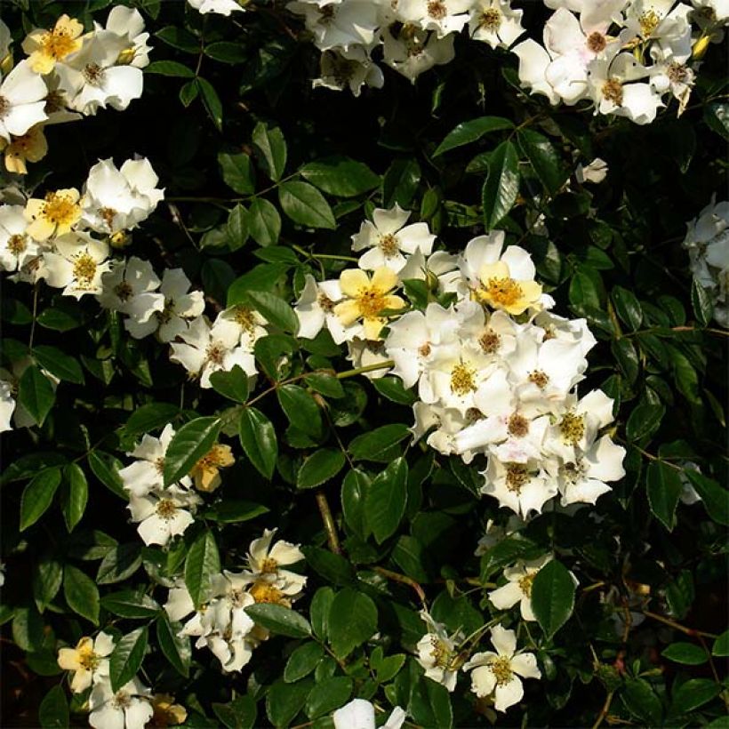 Rosa Wedding Day - Ramblerroos (Flowering)