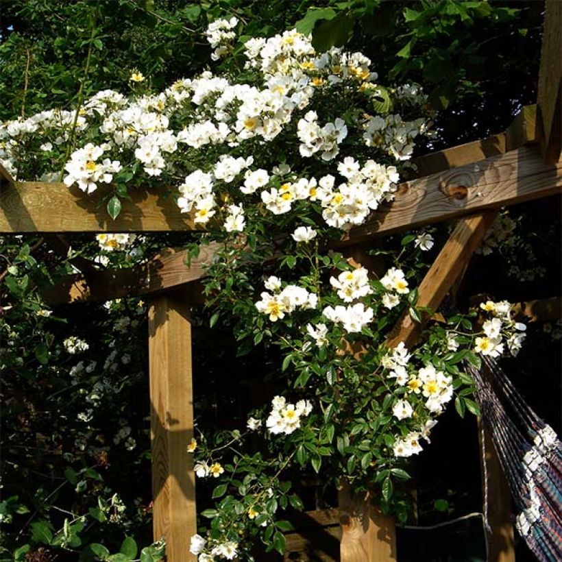 Rosa Wedding Day - Ramblerroos (Plant habit)