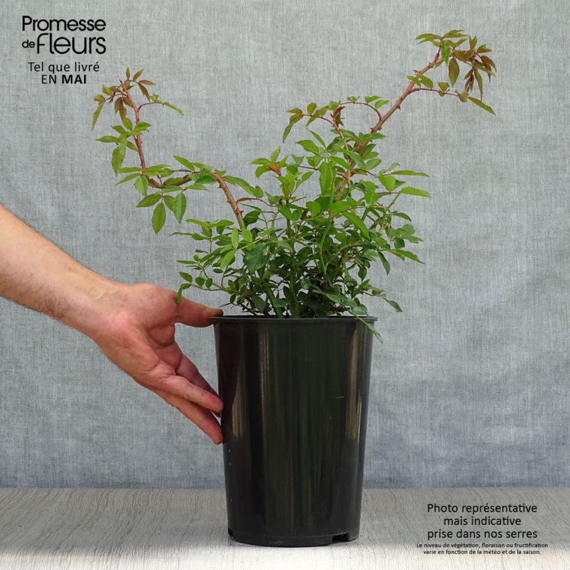 Exemplaar van Rosa Wedding Day - Ramblerroos Pot van 4 l/5 l zoals geleverd in de lente