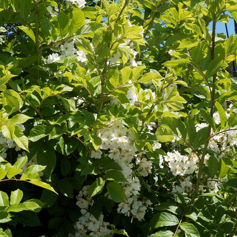 Rosa filipes Kiftsgate - Ramblerroos (Blad)