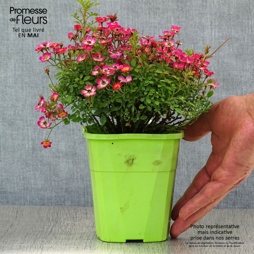 Example of Rosier miniature Cutie Pie Pot van 2 l/3 l as you get in printemps