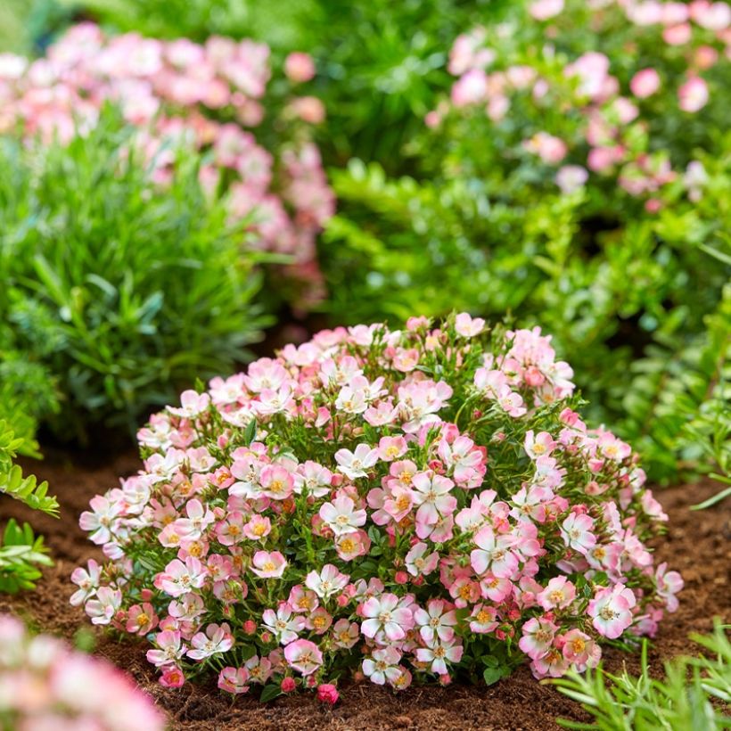 Rosa Cutie Pie - Miniatuurroos (Plant habit)