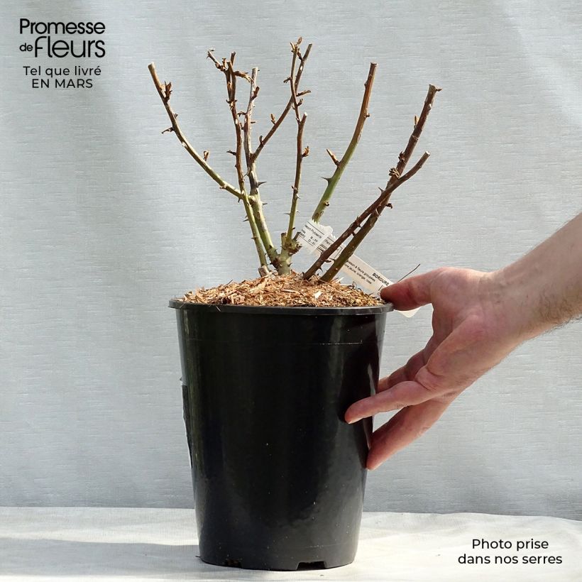 Exemplaar van Rosa Bordure Camaïeu - Patioroos Pot van 3 l/4 l zoals geleverd in de winter