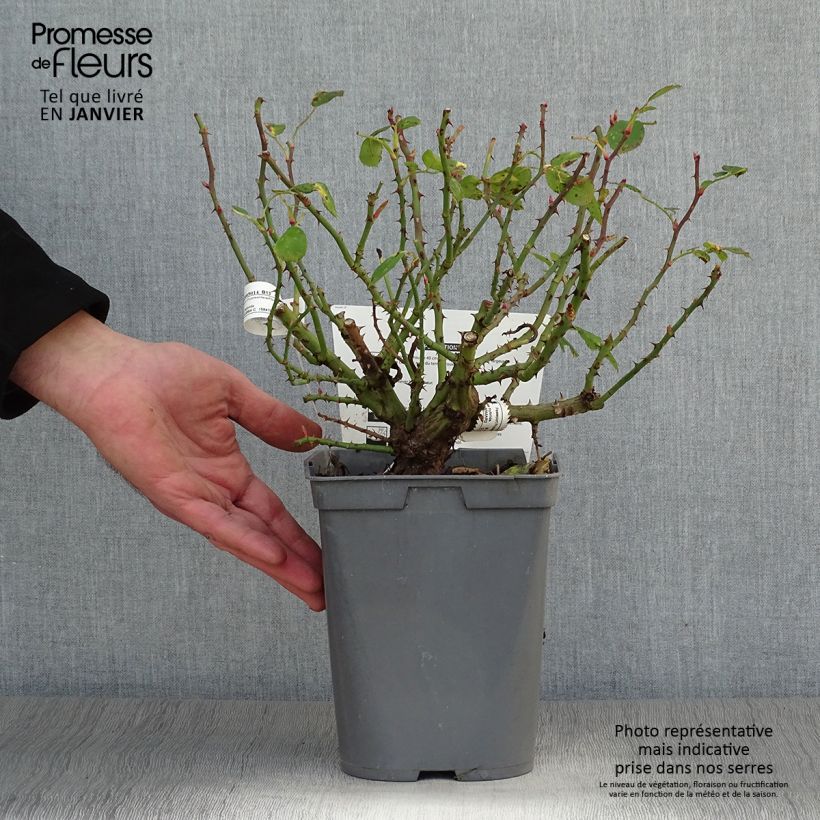 Example of Rosier nain Bordure Rose Pot van 2 l/3 l as you get in hiver