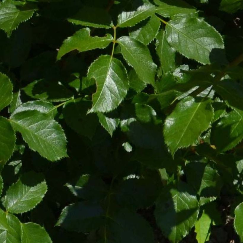 Rosa Bordure Rose - Patioroos (Foliage)