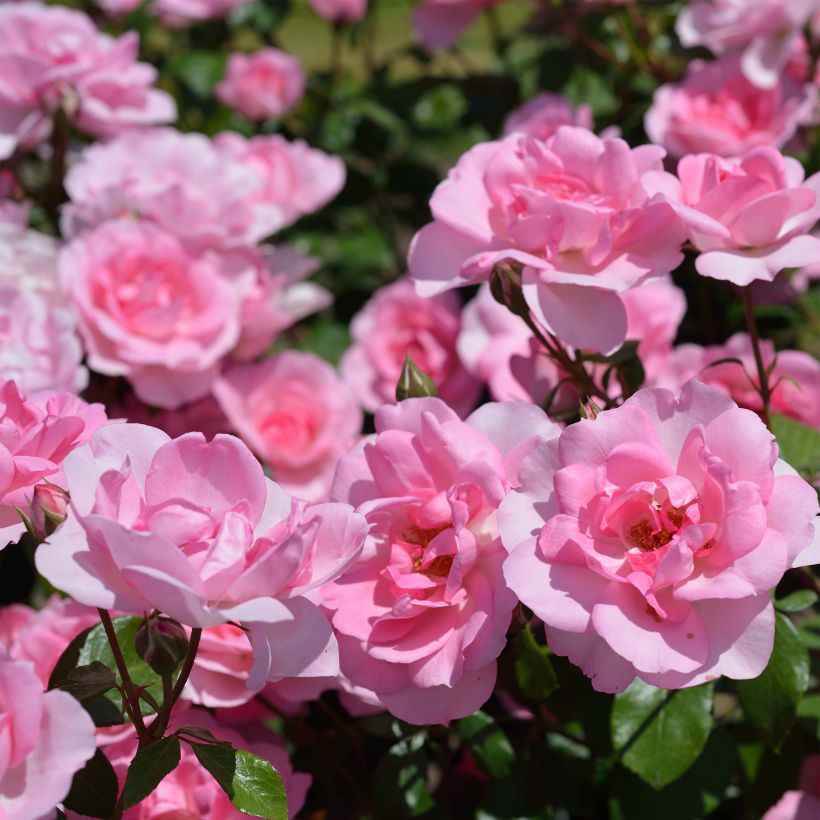 Rosa Bordure Rose - Patioroos (Flowering)