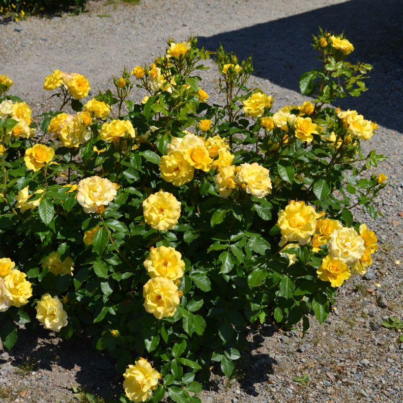 Rosa Bordure d'Or - Patioroos (Plant habit)