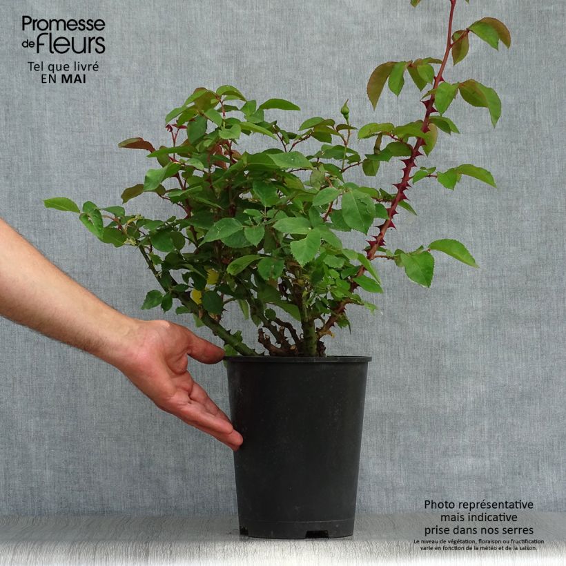 Example of Rosier nain Bordure d'Or Pot van 2 l/3 l as you get in printemps
