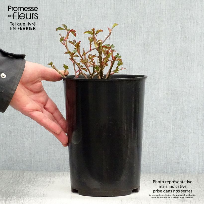 Exemplaar van Rosa Coral Babylon Eyes - Struikroos Pot van 4 l/5 l zoals geleverd in de winter
