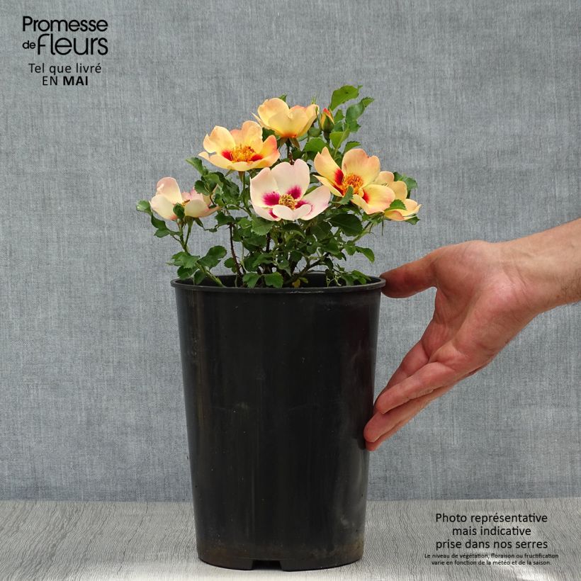 Exemplaar van Rosa Coral Babylon Eyes - Struikroos Pot van 4 l/5 l zoals geleverd in de lente