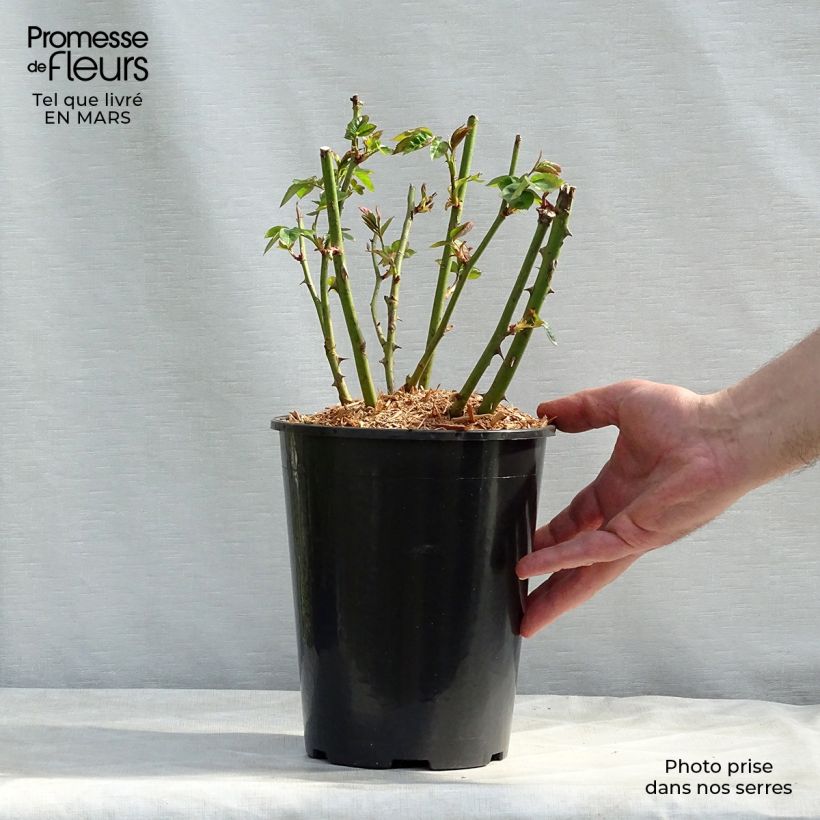 Example of Rosa Lemon Fizz - Patioroos Pot van 3 l/4 l as you get in hiver