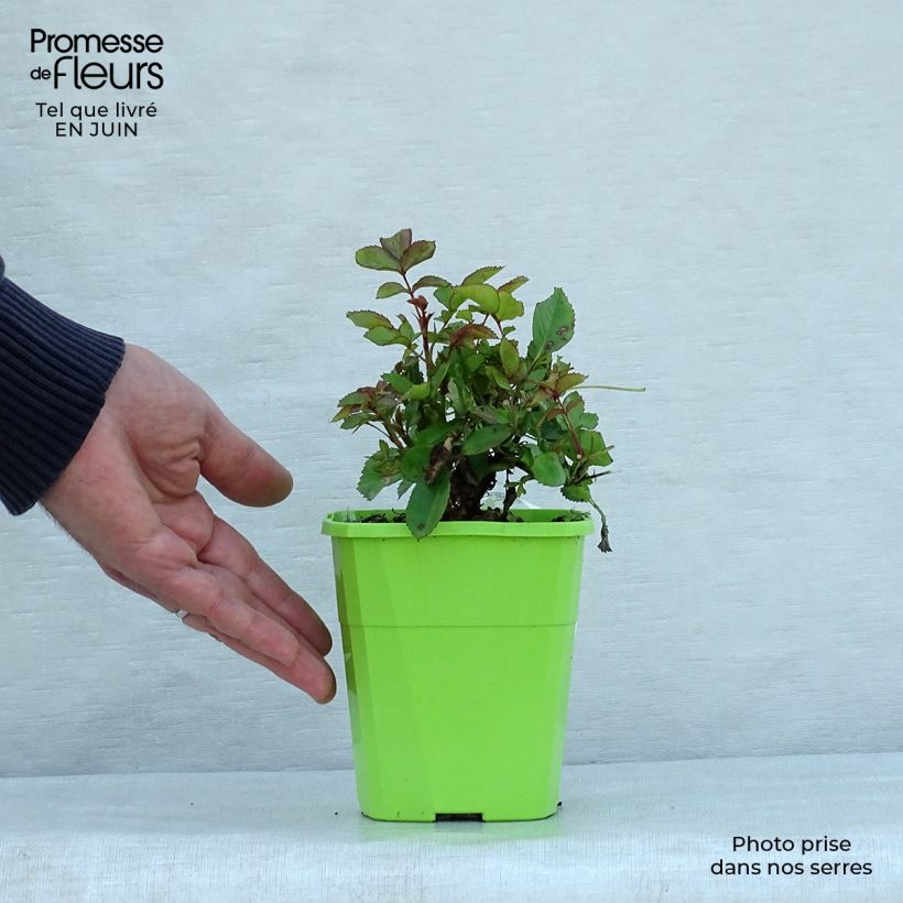 Exemplaar van Rosa Schöne Koblenzerin - Patioroos Pot van 1,5 l/2 l zoals geleverd in de zomer