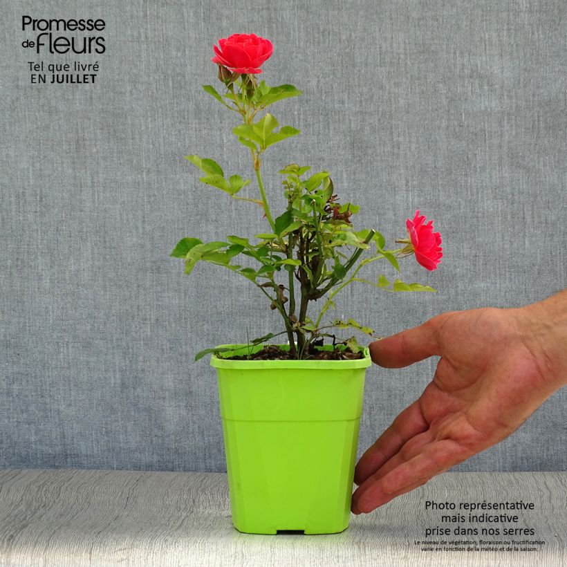 Exemplaar van Rosa Mandarin - Patioroos Pot van 1,5 l/2 l zoals geleverd in de zomer