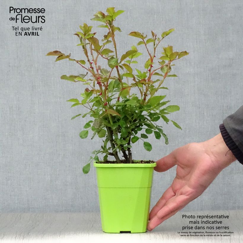 Exemplaar van Rosa Mandarin - Patioroos Pot van 1,5 l/2 l zoals geleverd in de lente