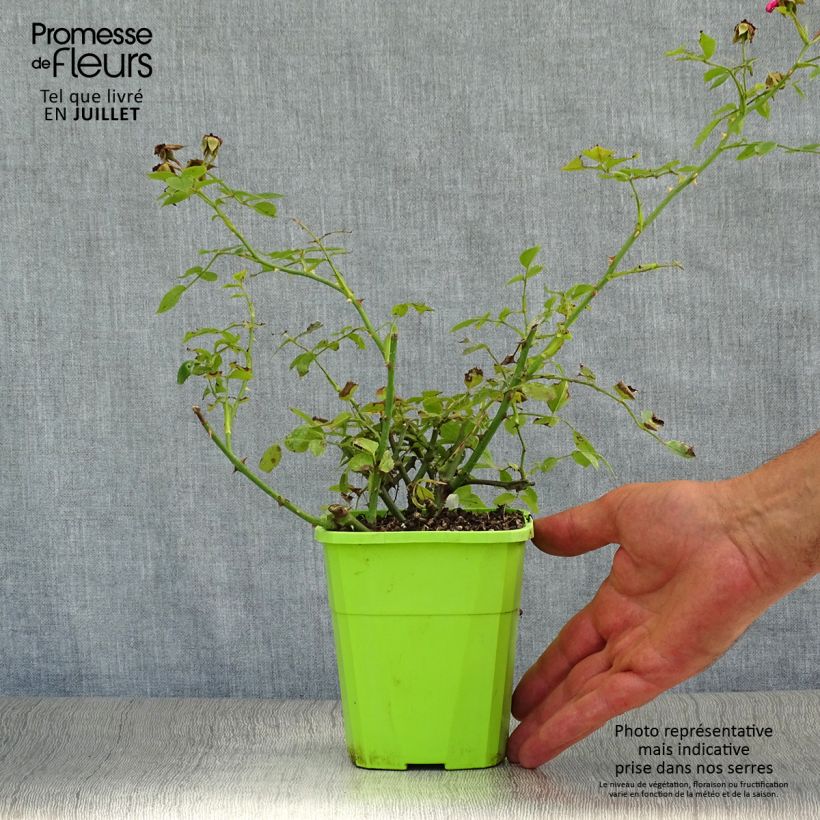 Exemplaar van Rosa Roxy - Patioroos Pot van 3 l/4 l zoals geleverd in de zomer