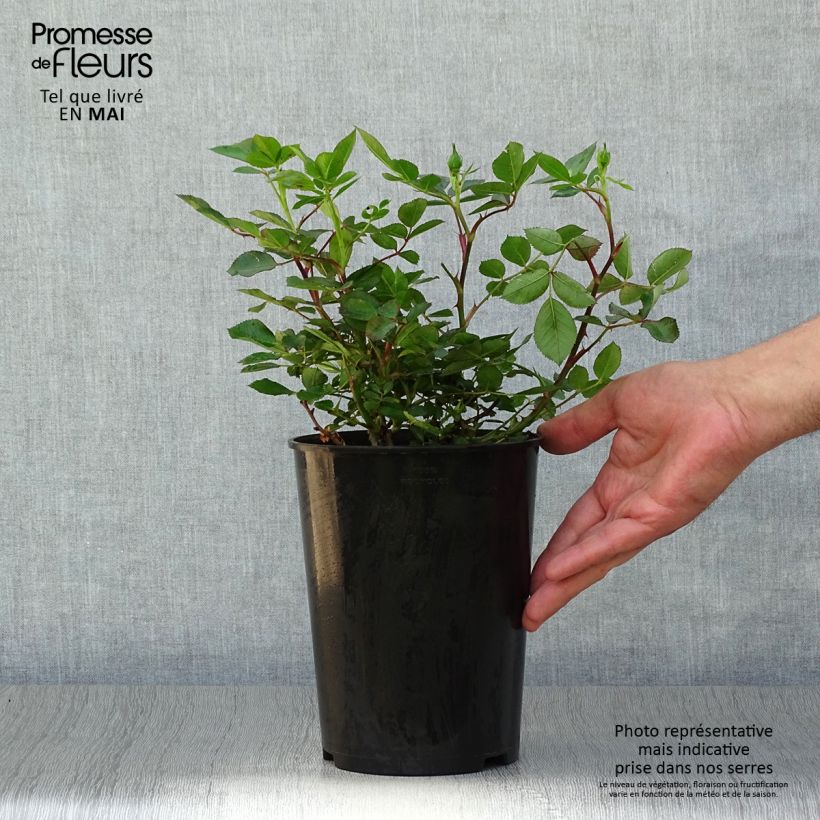 Exemplaar van Rosa Little Sunset - Patioroos Pot van 3 l/4 l zoals geleverd in de lente