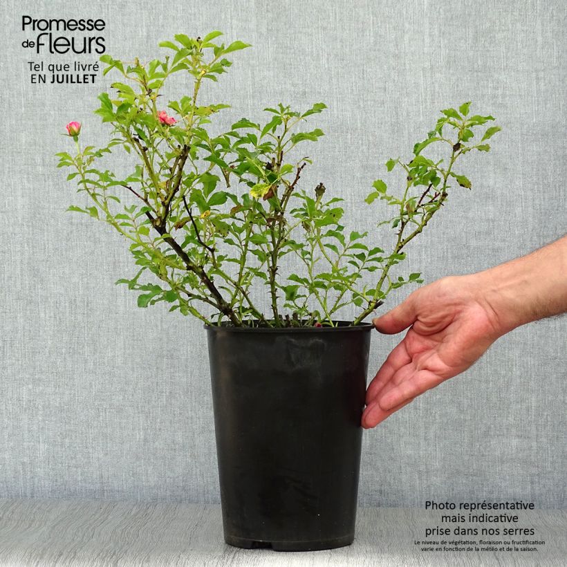 Exemplaar van Rosa Queen Babylon Eyes - Struikroos Pot van 4 l/5 l zoals geleverd in de zomer