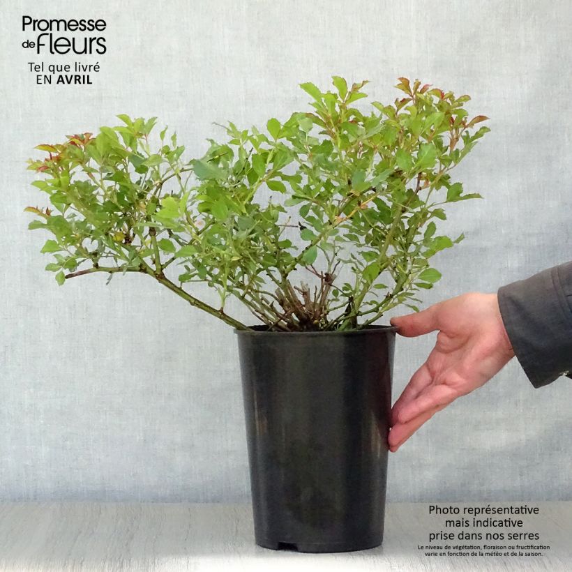 Exemplaar van Rosa Queen Babylon Eyes - Struikroos Pot van 4 l/5 l zoals geleverd in de lente