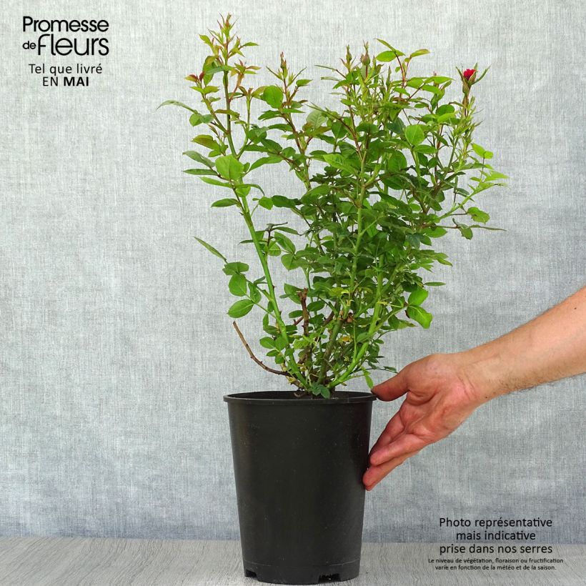Exemplaar van Rosa Ruby Ruby - Patioroos Pot van 3 l/4 l zoals geleverd in de lente