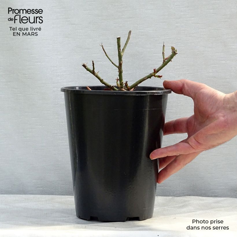 Example of Rosa Schneeküsschen - Patioroos Pot van 2 l/3 l as you get in hiver
