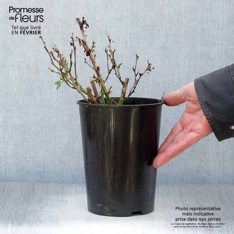 Example of Rosa Sweet Dream - Patioroos Pot van 3 l/4 l as you get in hiver