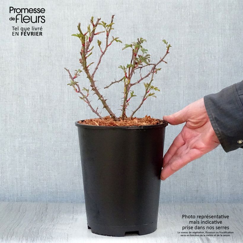 Example of Rosier nain Trendy Babylon Eyes Pot van 4 l/5 l as you get in hiver