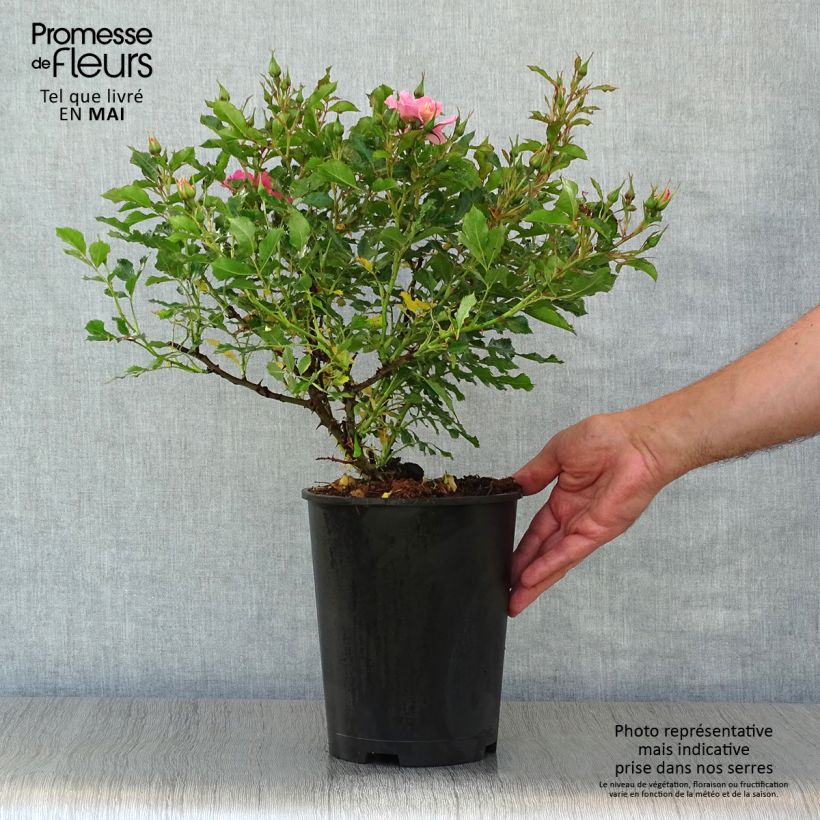 Exemplaar van Rosa Trendy Babylon Eyes - Struikroos Pot van 4 l/5 l zoals geleverd in de lente