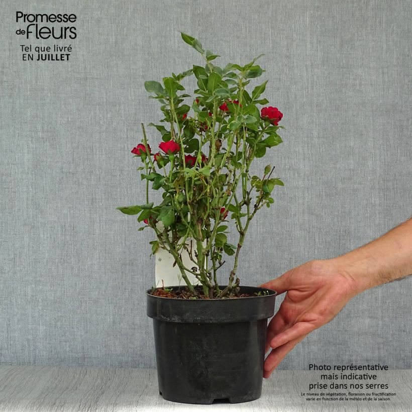 Exemplaar van Rosa Zepeti - Patioroos Pot van 3 l/4 l zoals geleverd in de zomer