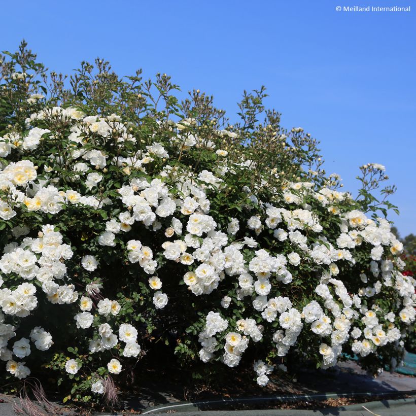 Rosa La Grande Motte - Trosroos (Groeiplaats)