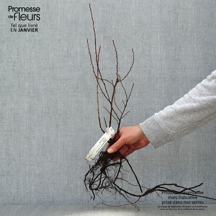 Exemplaar van Rosa pimpinellifolia - Duinroos Naakte wortel zoals geleverd in de winter