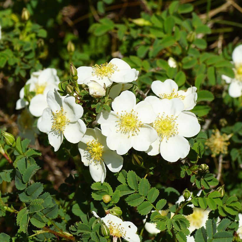 Rosa pimpinellifolia - Duinroos (Bloei)
