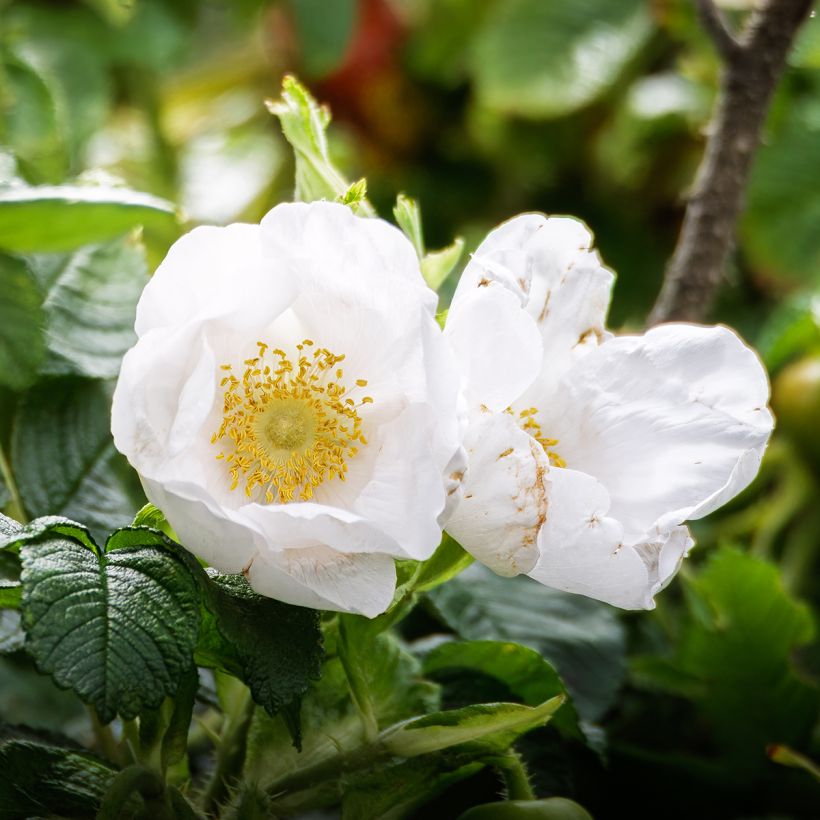 Rosa rugosa Alba - Hondsroos (Flowering)