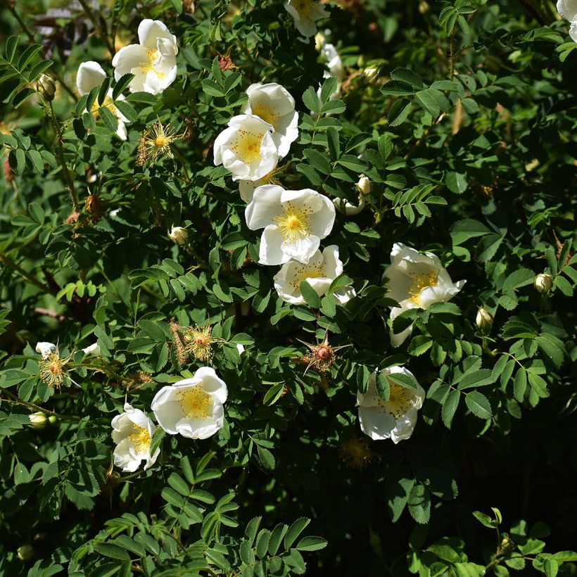 Rosa rugosa Alba - Hondsroos (Plant habit)