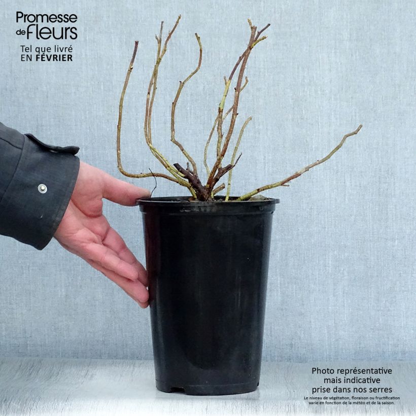 Example of Rosa rugosa Alba - Hondsroos Pot van 3 l/4 l as you get in hiver