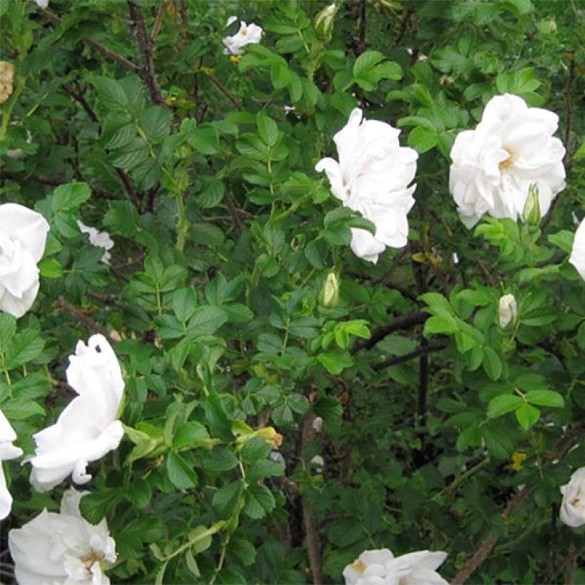 Rosa rugosa Blanc Double de Coubert - Hondsroos (Foliage)