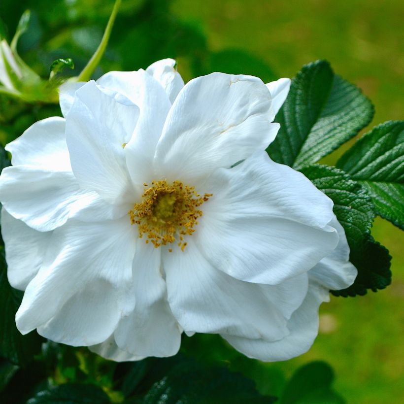 Rosa rugosa Blanc Double de Coubert - Hondsroos (Flowering)