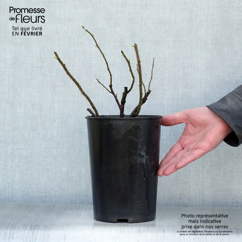 Example of Rosa rugosa Blanc Double de Coubert - Hondsroos Pot van 4 l/5 l as you get in hiver