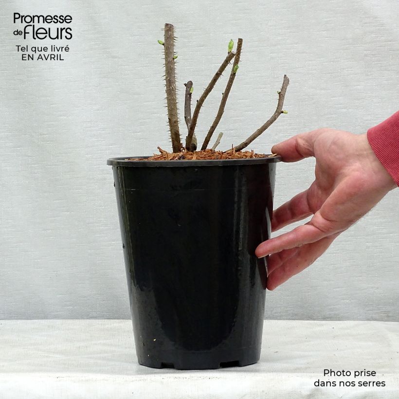 Exemplaar van Rosa rugosa Blanc Double de Coubert - Hondsroos Pot van 4 l/5 l zoals geleverd in de lente
