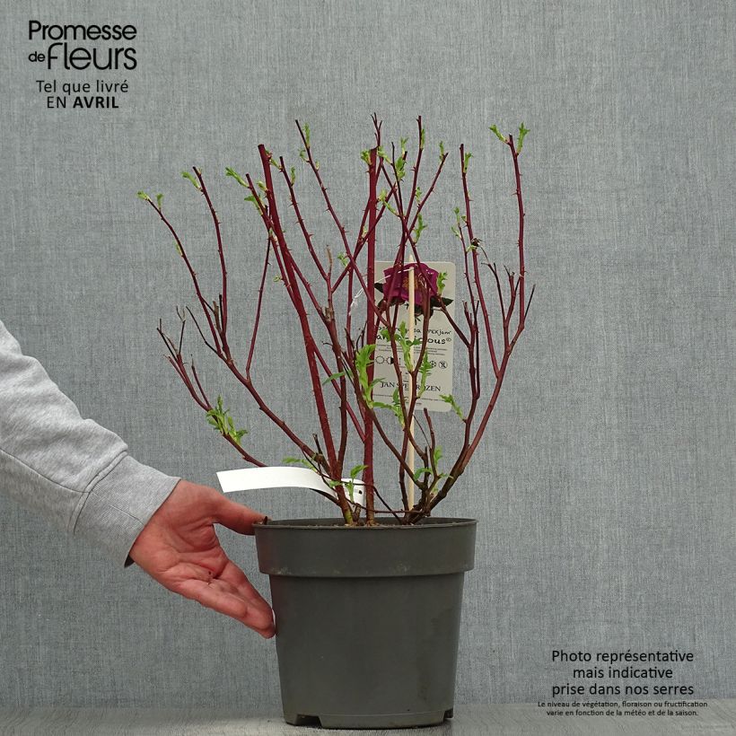 Exemplaar van Rosa Jam-a-licious - Hondsroos Pot van 4 l/5 l zoals geleverd in de lente