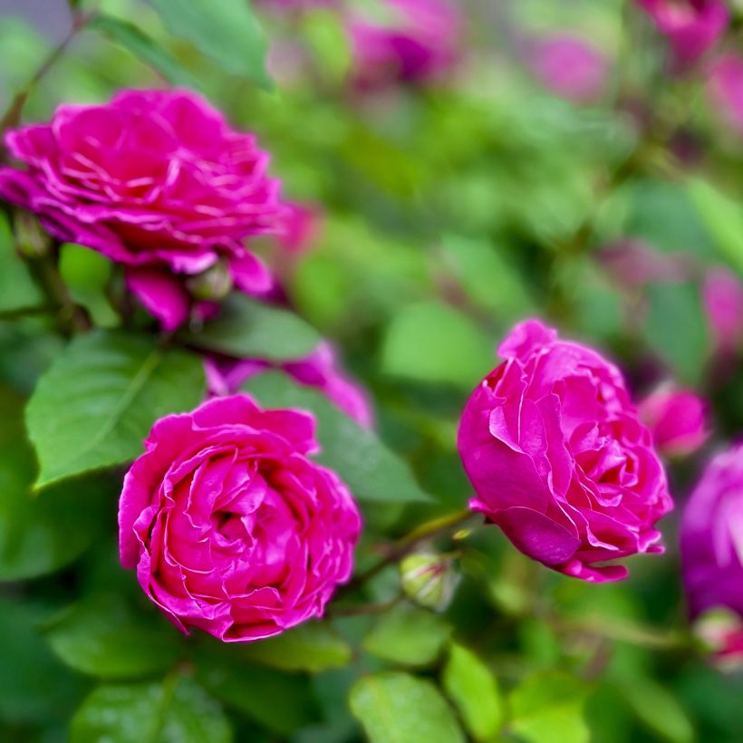 Rosa Roseraie de l'Haÿ - Hondsroos (Flowering)