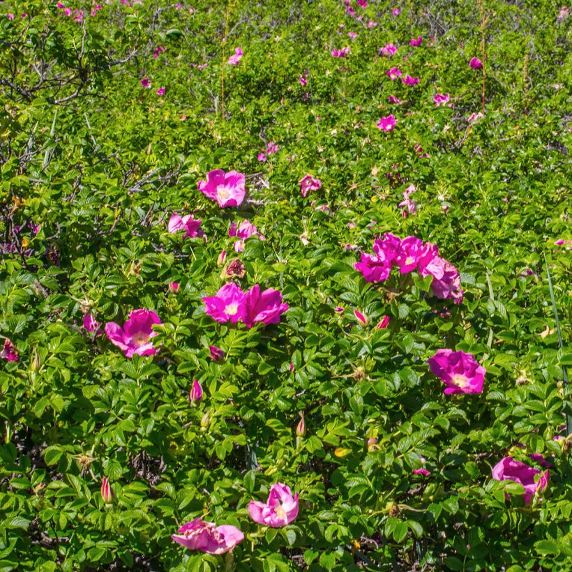 Rosa rugosa Rubra - Hondsroos (Plant habit)