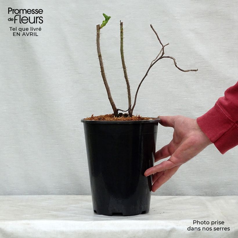 Exemplaar van Rosa rugosa Rubra - Hondsroos Pot van 2 l/3 l zoals geleverd in de lente