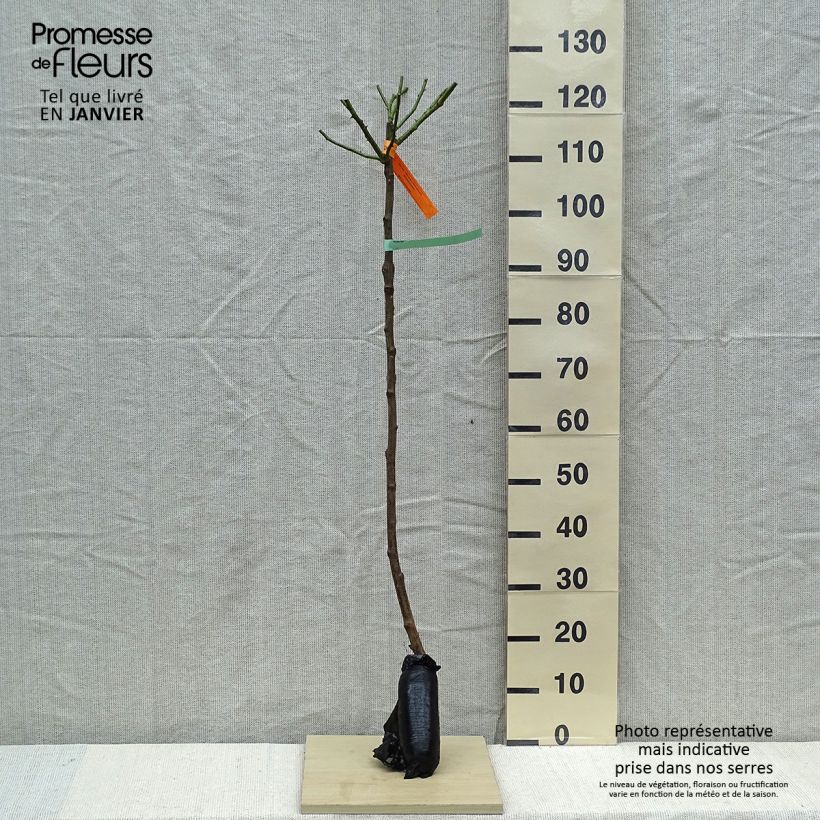 Example of Rosier tige Bonica In kluit, Stengel as you get in hiver