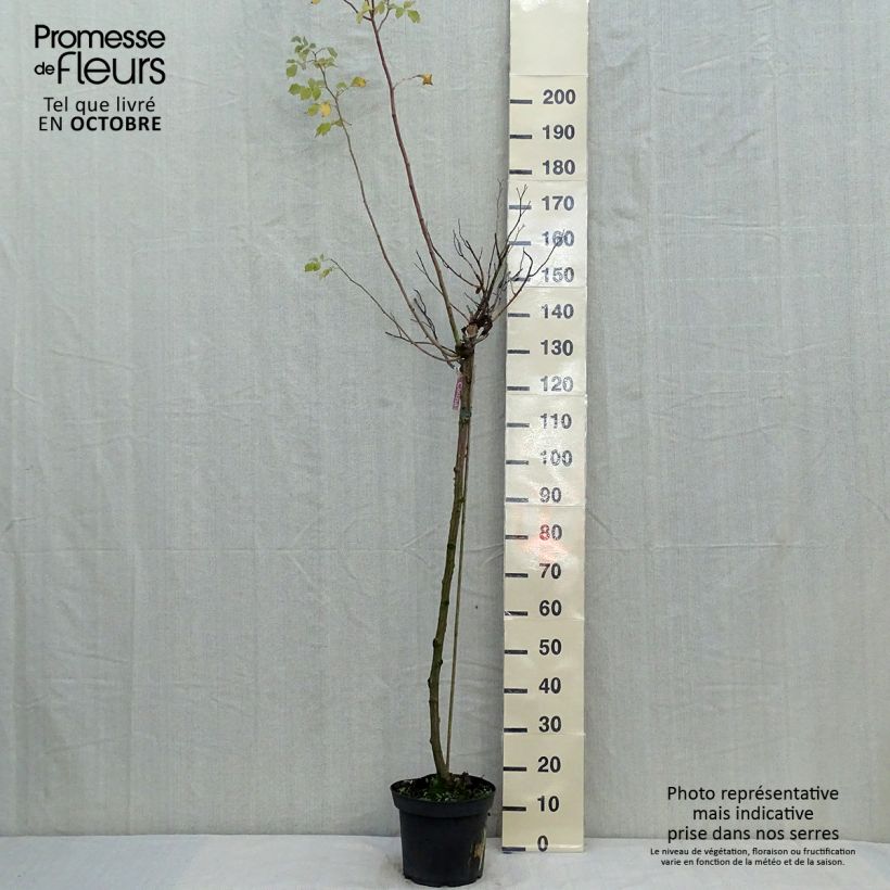 Exemplaar van Rosa Flower Carpet Amber - Stamroos Pot van 7,5 l/10 l, Stengel zoals geleverd in de herfst