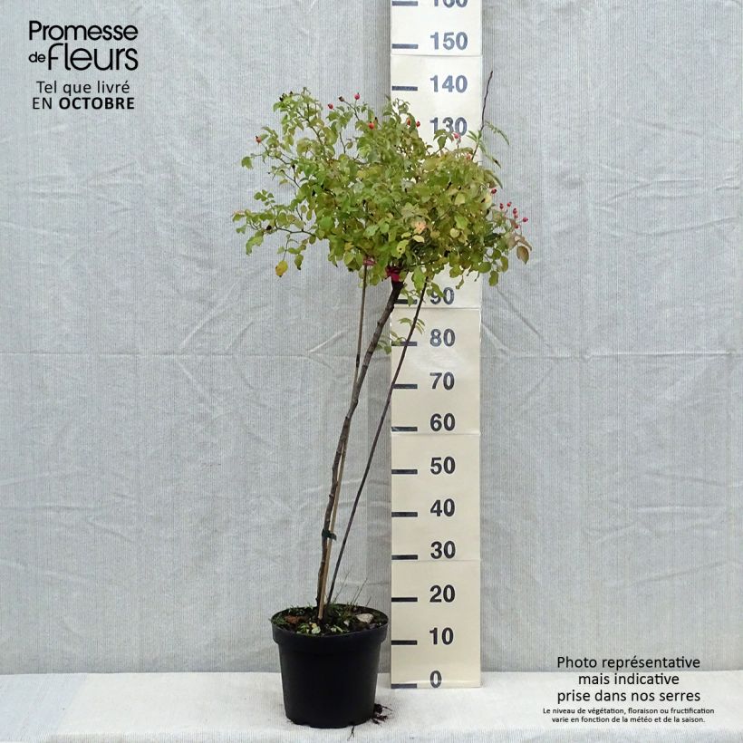 Exemplaar van Rosa Flower Carpet Heidetraum - Stamroos Pot van 7,5 l/10 l, Stengel zoals geleverd in de herfst