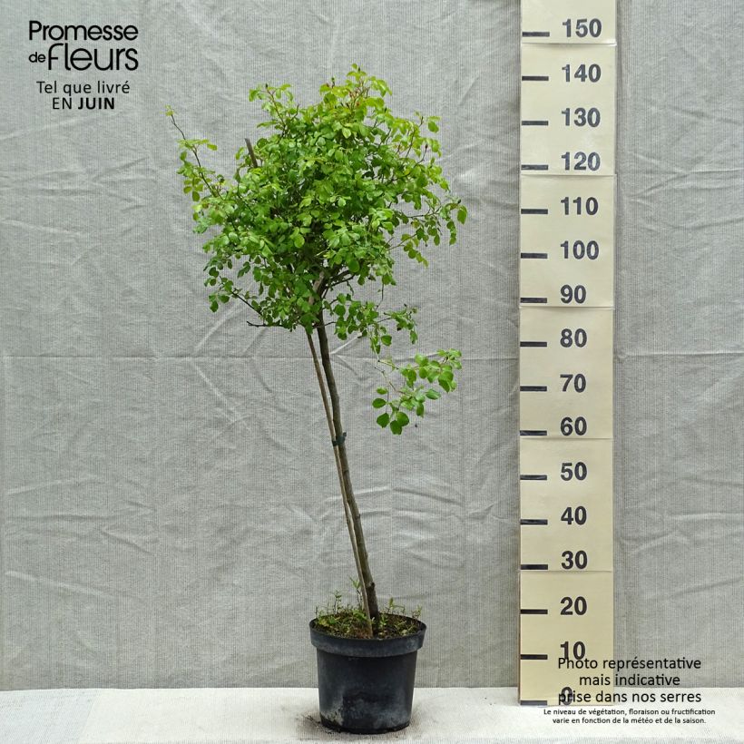 Exemplaar van Rosa Flower Carpet Appleblossom - Stamroos Pot van 7,5 l/10 l, Stengel zoals geleverd in de lente