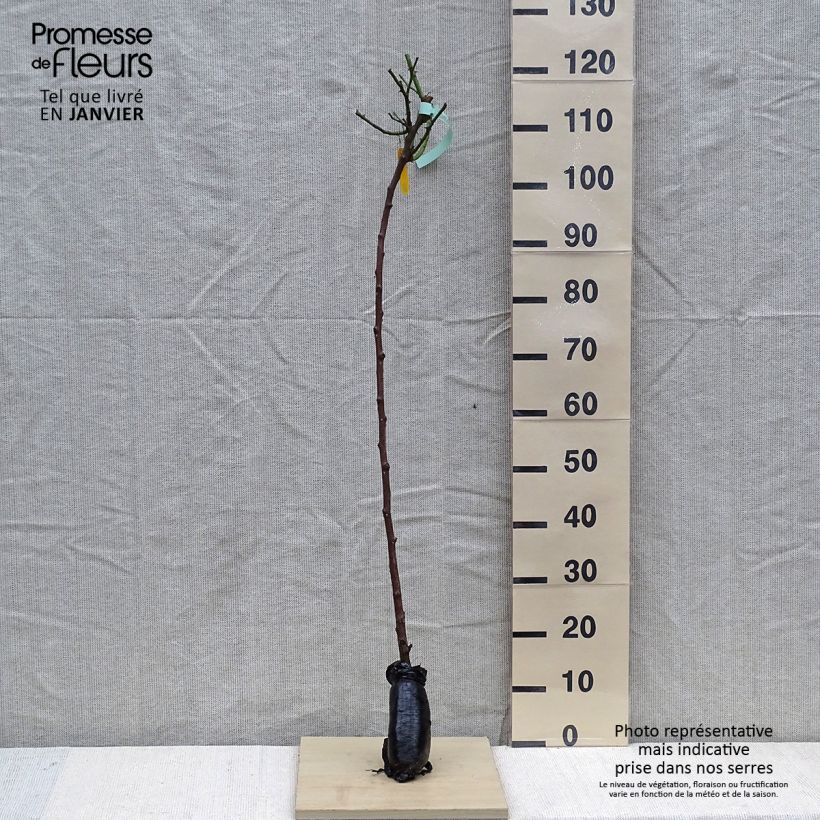 Example of Rosier tige Friesia In kluit, Stengel as you get in hiver